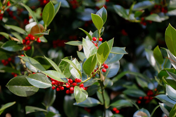 green leaves and red seeds