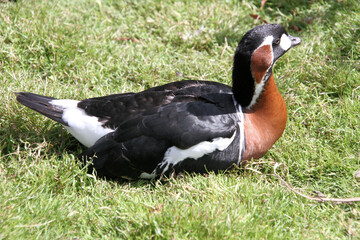 A Red Breasted Goose on the ground