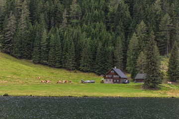 cows cars and houses in a nature landscape