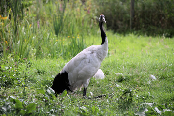 A close up of a Red Crowned Crane