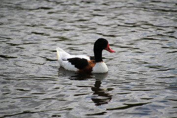 Fototapeta premium A Shelduck on the water