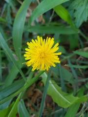 한국 울산 동구 동해안로 꽃
Flowers on Donghaean-ro, Dong-gu, Ulsan, Korea