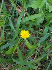 한국 울산 동구 동해안로 꽃
Flowers on Donghaean-ro, Dong-gu, Ulsan, Korea