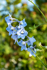 Blue delphinium flower on a wooden table