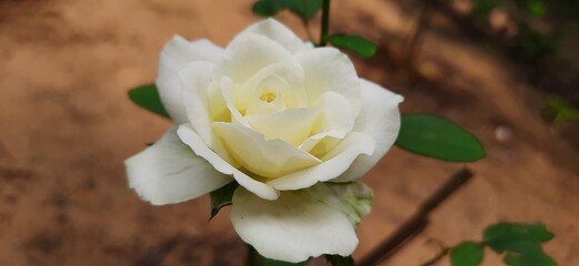 white and yellow rose