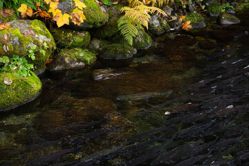 salmon run in fall