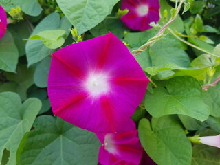 한국 울산 동구 동해안로 꽃
Flowers on Donghaean-ro, Dong-gu, Ulsan, Korea