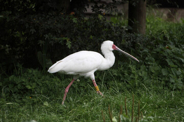A Spoonbill on the ground