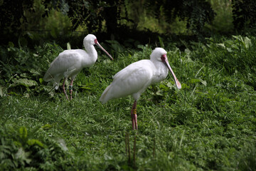 A Spoonbill on the ground