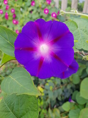 한국 울산 동구 동해안로 꽃
Flowers on Donghaean-ro, Dong-gu, Ulsan, Korea