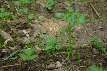 the small ripe green potato plant seedlings in the garden.