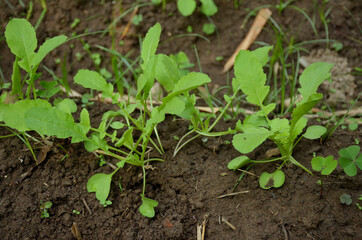 the small ripe green radish plant seedlings in the garden.