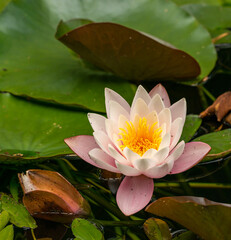 water lily, water rose or white nenuphar (Nymphaea alba) flower