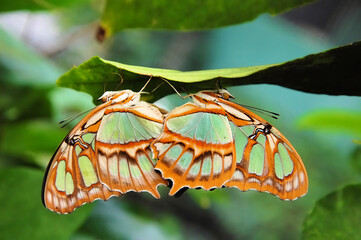 Two malachite butterflies during mating on a leaf, Casa Mariposa, Panama