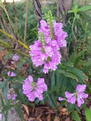 한국 울산 동구 동해안로 꽃
Flowers on Donghaean-ro, Dong-gu, Ulsan, Korea