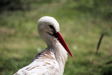 A White Stork on the ground