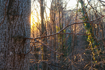 Obraz premium Primo piano di un ramo di un albero con dietro la luce del tramonto dal monte Bollettone in Lombardia