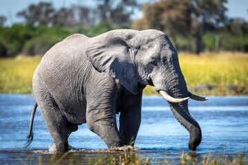 Adult elephant bull walking through shallow water in Khwai Okavango Delta in Botswana - obrazy, fototapety, plakaty