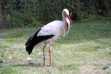 A White Stork on the ground