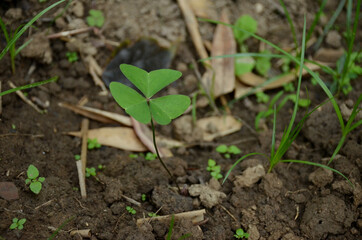 the small ripe green spinach plant seedlings in the garden.