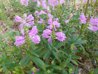 한국 울산 동구 동해안로 꽃
Flowers on Donghaean-ro, Dong-gu, Ulsan, Korea
