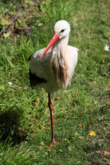 A White Stork on the ground
