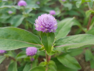 한국 울산 동구 동해안로 꽃
Flowers on Donghaean-ro, Dong-gu, Ulsan, Korea