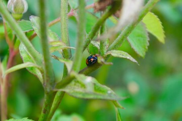 Close up of harlequin beetle