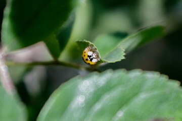 Close up of ladybird