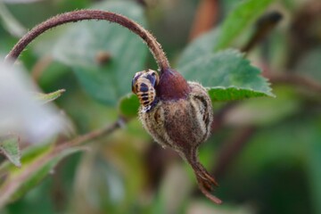 Harlequin beetle larvae