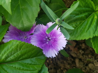 한국 울산 동구 동해안로 꽃
Flowers on Donghaean-ro, Dong-gu, Ulsan, Korea