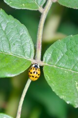 Close up of ladybird