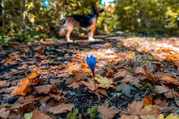 crocus and dog in autumn park