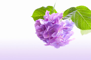 Fototapeta premium 紫陽花