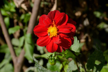 the beautiful red flower of dahlia in the garden