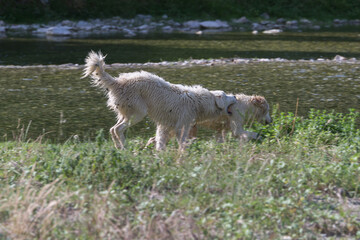 White Dogs Playing with each other near the Shore of a Creek