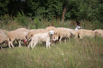 Naklejka na ściany i meble Flock of Sheep Grazing Grass in a Streambed in Springtime