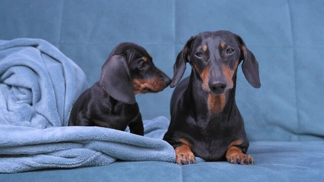 Smart obedient dachshund lies and patiently waits for feeding or walking, yawning nervously. Naughty active puppy wants to play and attacks dog irritating it.