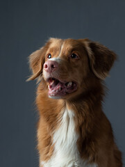Portrait red dog on a gray background. Nova Scotia Duck Tolling Retriever with open mouth. Pet in the studio