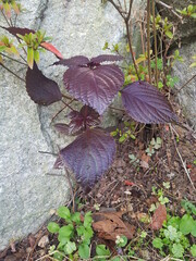 한국 울산 동구 동해안로 산책길
Donghaean-ro promenade in Dong-gu, Ulsan, Korea