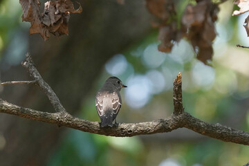 grey streaked flycatcher on branch