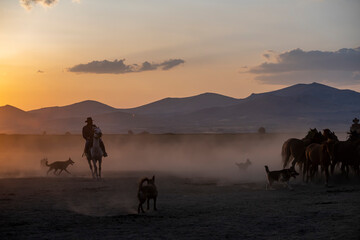 Wild horses run in foggy at sunset. Between Cappadocia and Kayseri, Turkey