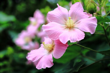 Fototapeta premium フヨウ