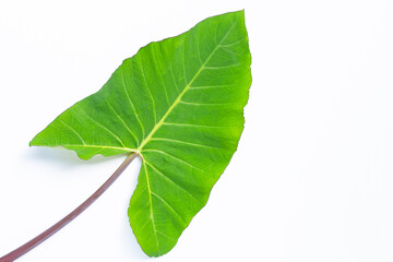 Taro leaf isolated on white background.