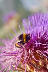 bumblebee feeding on a purple thistle