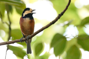 varied tit on branch