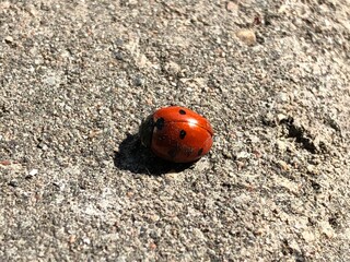 ladybug on the grass