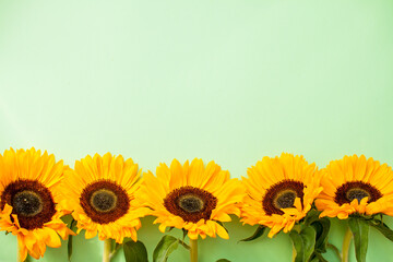 Bright juicy sunflowers on a green background. Layout.