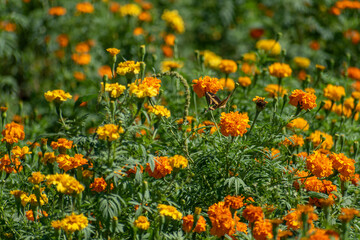 Sembradío de flores de cempasúchil y mano de león, son tradicionalmente usadas por los mexicanos para conmemorar el Día de Muertos.