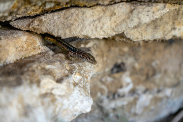 close up of a lizard